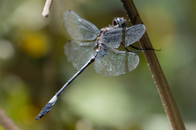 Pale-faced Clubskimmer